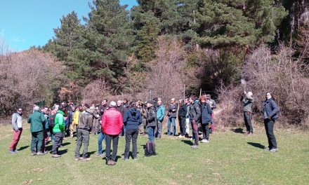 El cambio climático contribuye al decaimiento de los abetales pirenaicos