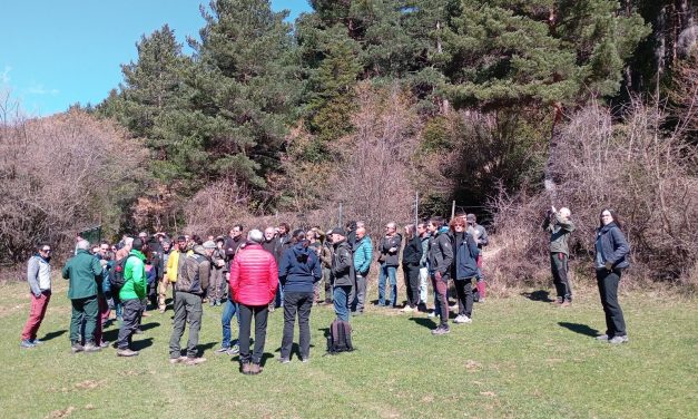 El cambio climático contribuye al decaimiento de los abetales pirenaicos