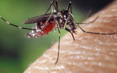 Cambio climático y especies invasoras: Los riesgos del mosquito tigre