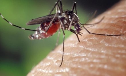 Cambio climático y especies invasoras: Los riesgos del mosquito tigre